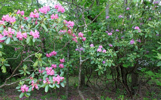 Pink blossoms of mountain laurel and rhododendron stand out in a forested thicket.