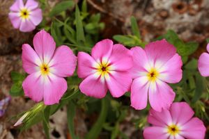 Five clustered goldeneye phlox flowers bloom in varying shades of pink petals with yellow centers outlined in white.