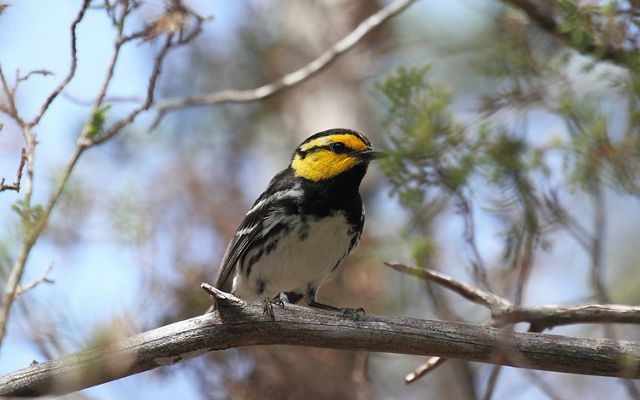 A bird with a yellow head and black and white feathers sits on a thin branch.