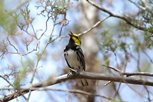 A golden-cheeked warbler sits on a branch singing with bright yellow cheeks, a white chest and black mottled wings. 