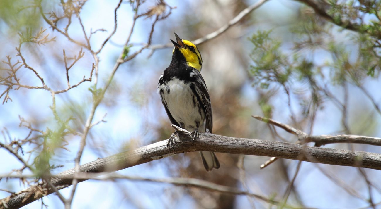 A bird with a yellow head and black and white feathers sits on a branch with its beak open in song.