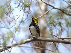 A bird with a yellow head and black and white feathers sits on a branch with its beak open in song.
