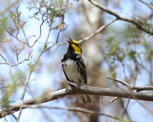 A bird with a yellow head and black and white feathers sits on a branch with its beak open in song.