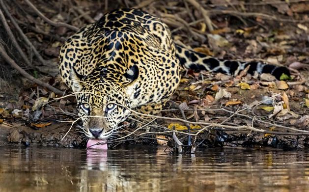 Jaguar bebiendo en el Pantanal, Brasil. 