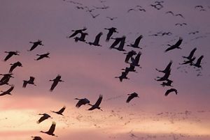 A large group of more than thirty sandhill cranes takes flight as the sun sets.