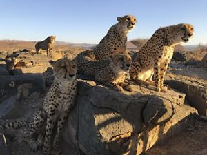 Five adult cheetahs sit together on a partially shaded rock outcropping.
