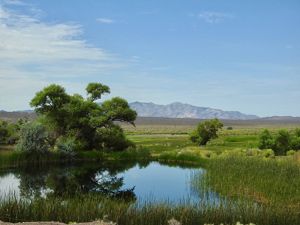 View of green trees in the desert with a small body of water in the foreground, mountains in the distance, and blue sky overhead.