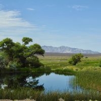 Wetland at 7J Ranch in Nevada