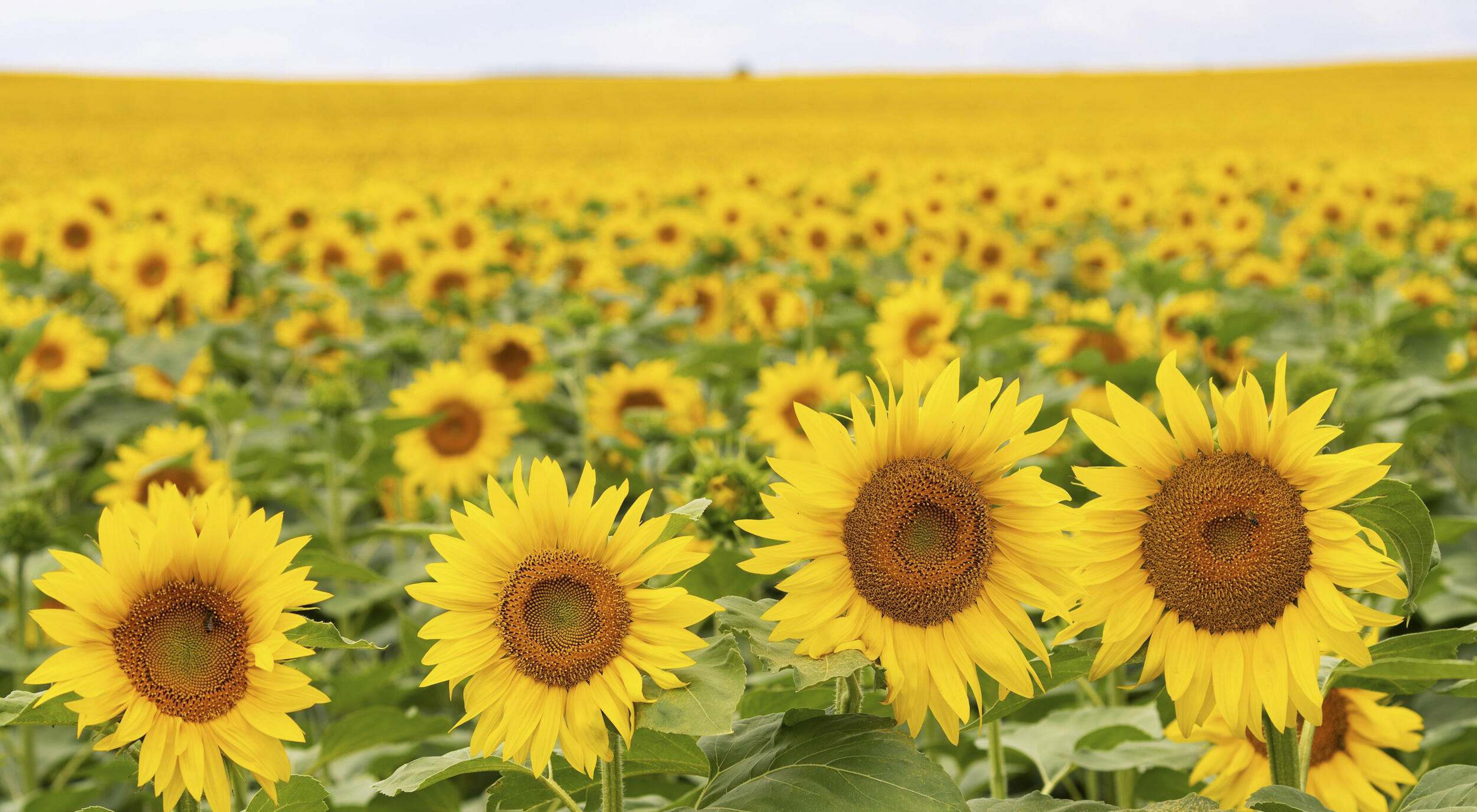 Field of sunflowers thrive in Hungary 