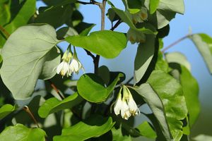 A branch with green, oval shaped leaves and white flowers hanging down.