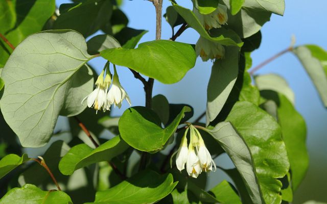 Two clusters of white flowers with yellow centers hang from branches with green leaves.