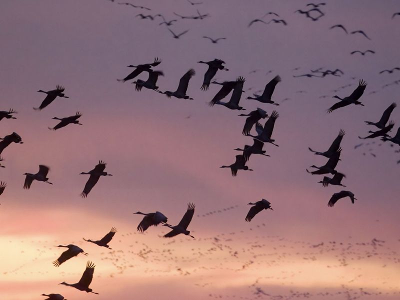 A large group of more than thirty sandhill cranes takes flight as the sun sets.
