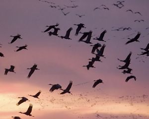 A large group of more than thirty sandhill cranes takes flight as the sun sets.