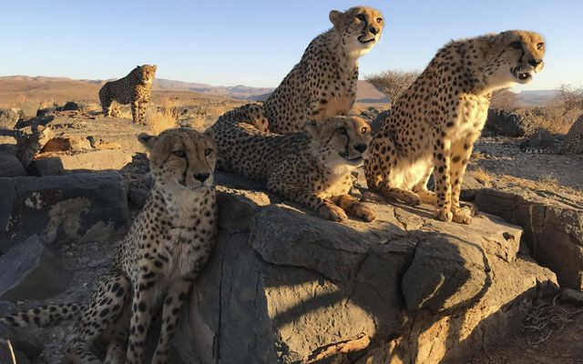 Five adult cheetahs sit together on a partially shaded rock outcropping.