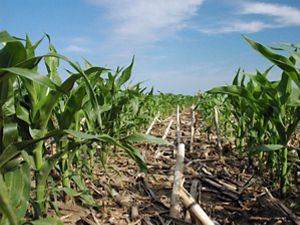 Prior season's corn residue still stands as June corn grows. Crop residue helps build organic matter in the soil, which helps water infiltrate and holds rainwater like a sponge. 