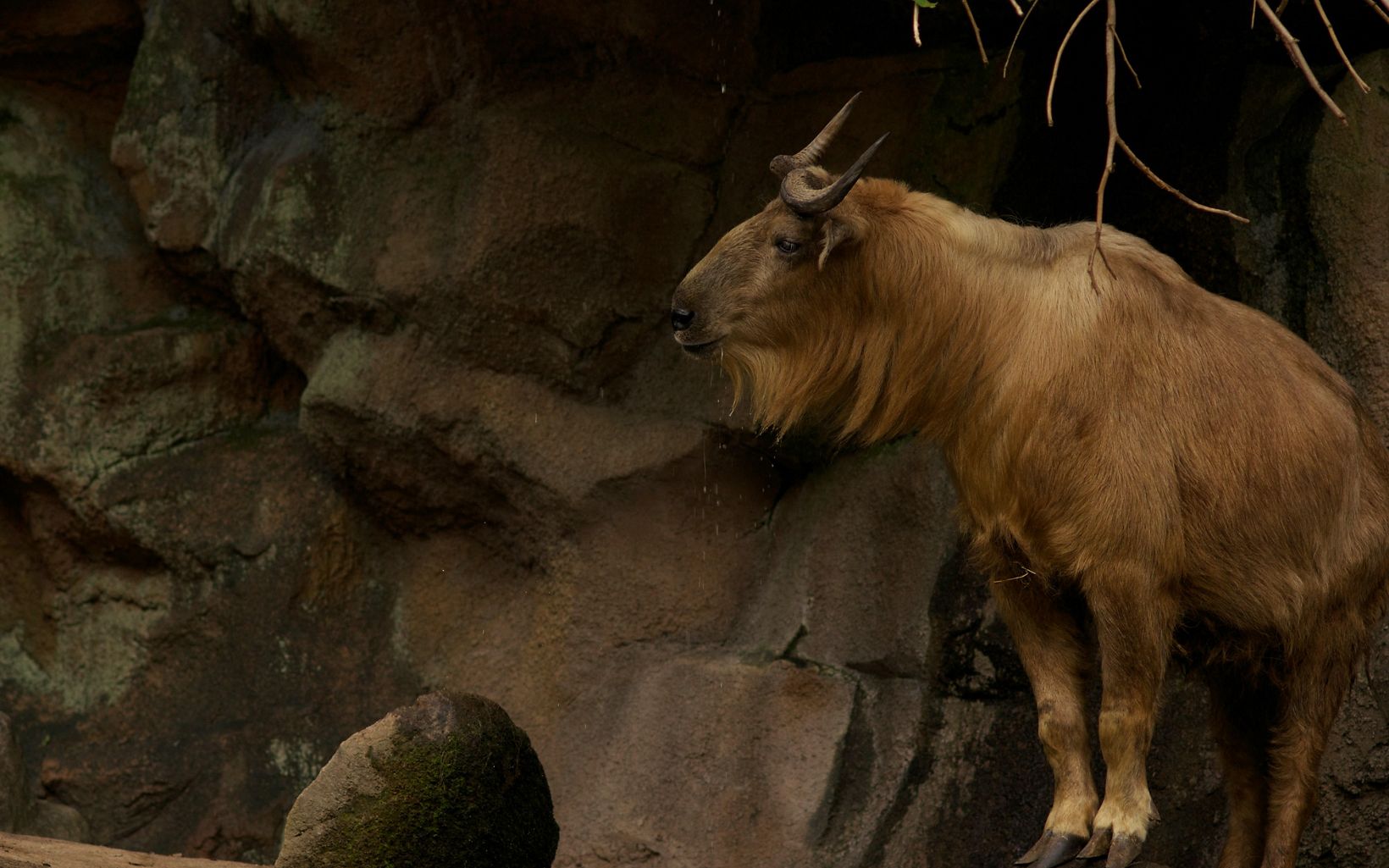 horned takin on a rocky outcrop