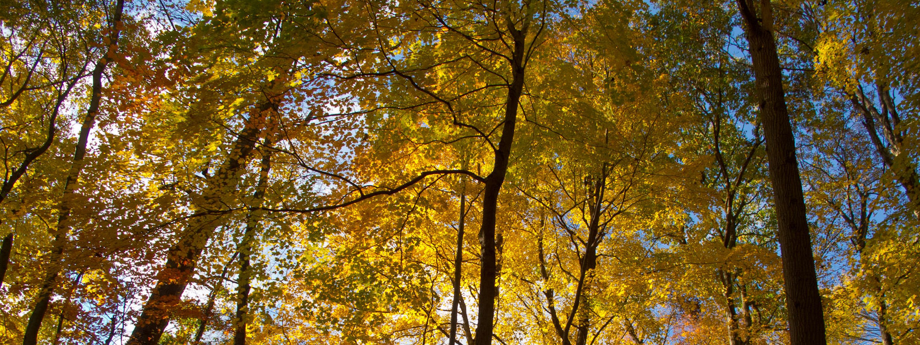 A tree canopy of bright yellow leaves spread against a blue sky.