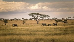 Elephants walking through the grasslands