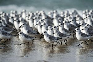Sanderlings scurrying in unison, back and forth with the tide, looking for crabs.