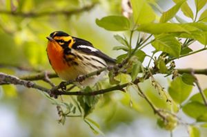 A male Blackburninan warbler perched on a branch. 