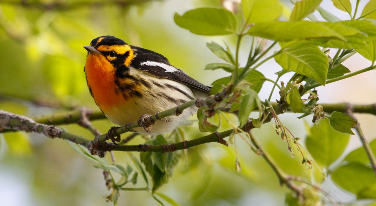 Closeup of a blackburnian warbler, a small songbird with black wings and a bright orange chest, perched on a tree branch.