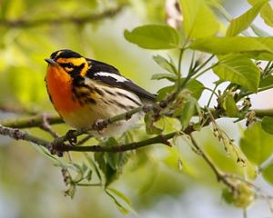 Closeup of a blackburnian warbler, a small songbird with black wings and a bright orange chest, perched on a tree branch.