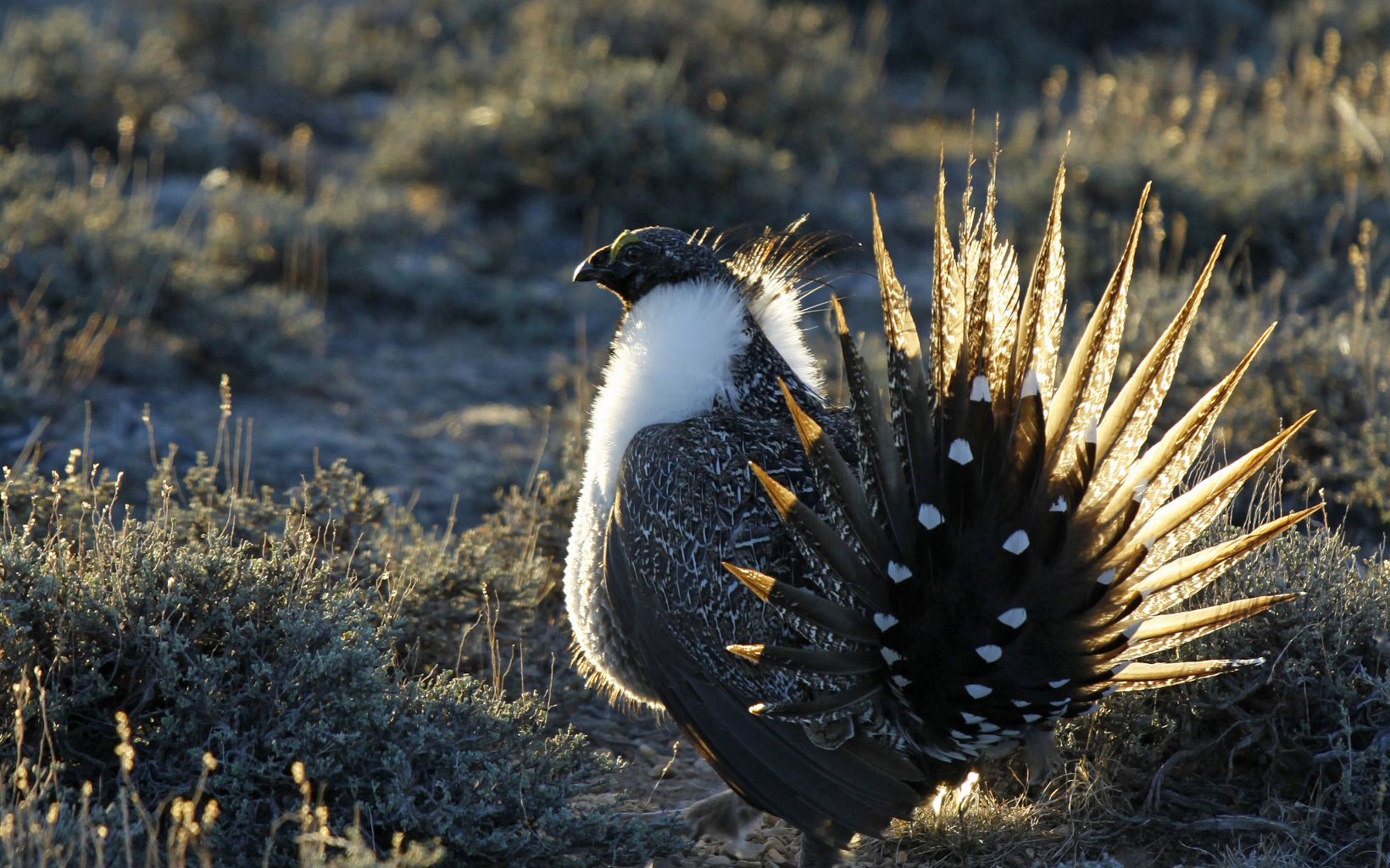 A Greater Sage-Grouse (Centrocercus urophasianus) in Wyoming.