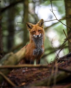 A red fox walks through a dark forest. 