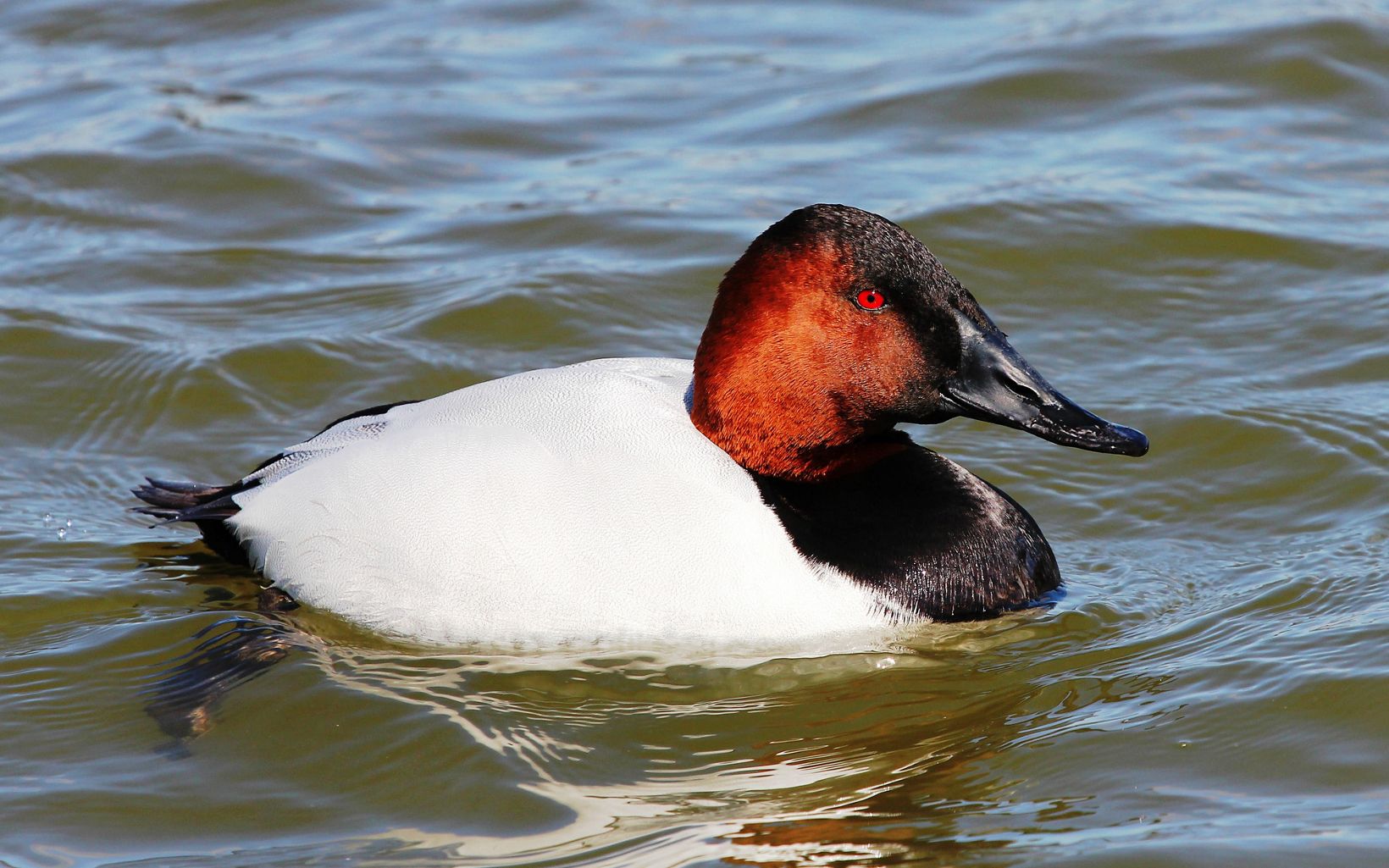 A duck with a red head floats on the water.