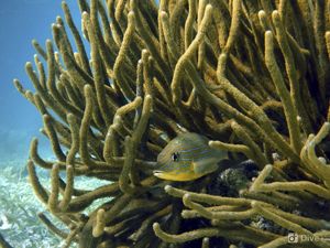 A fish hiding in coral.