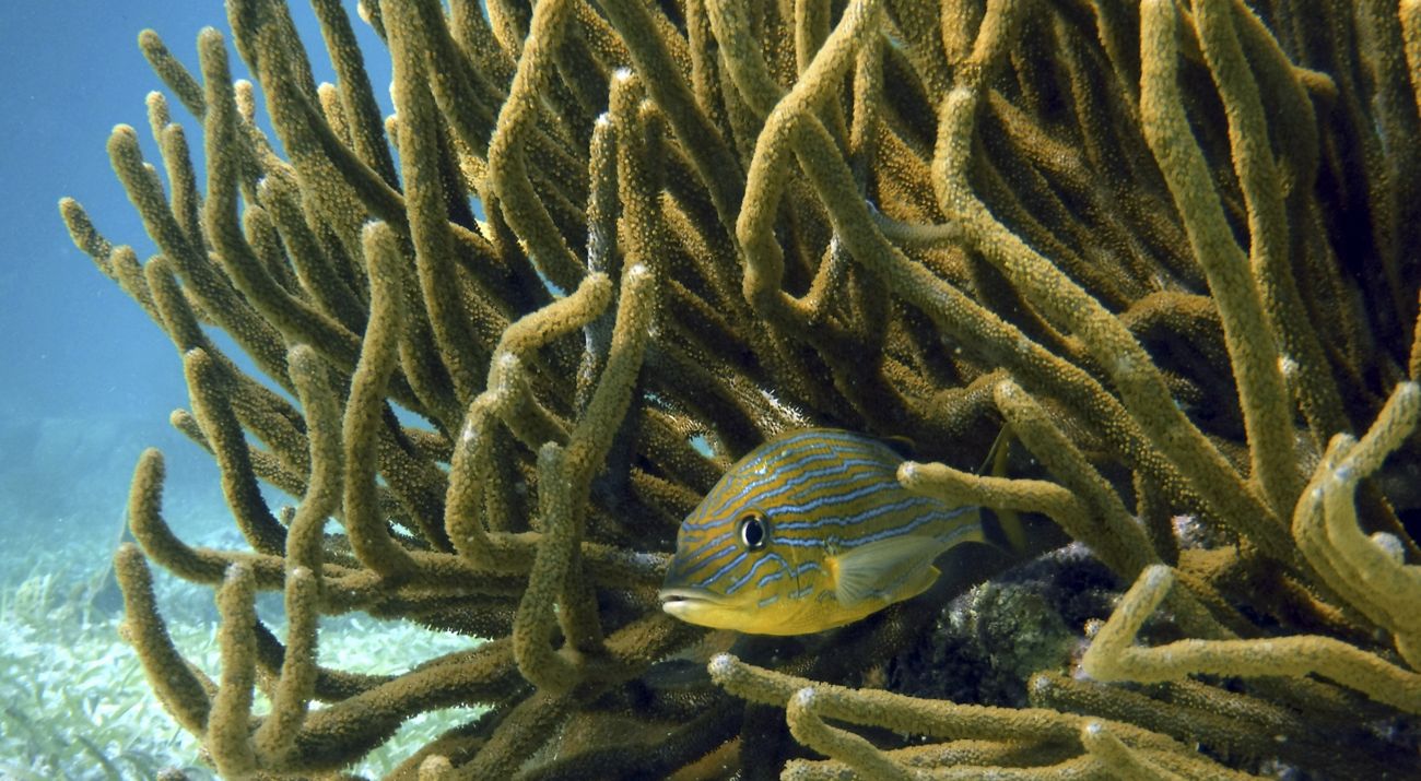 A fish hiding in coral.