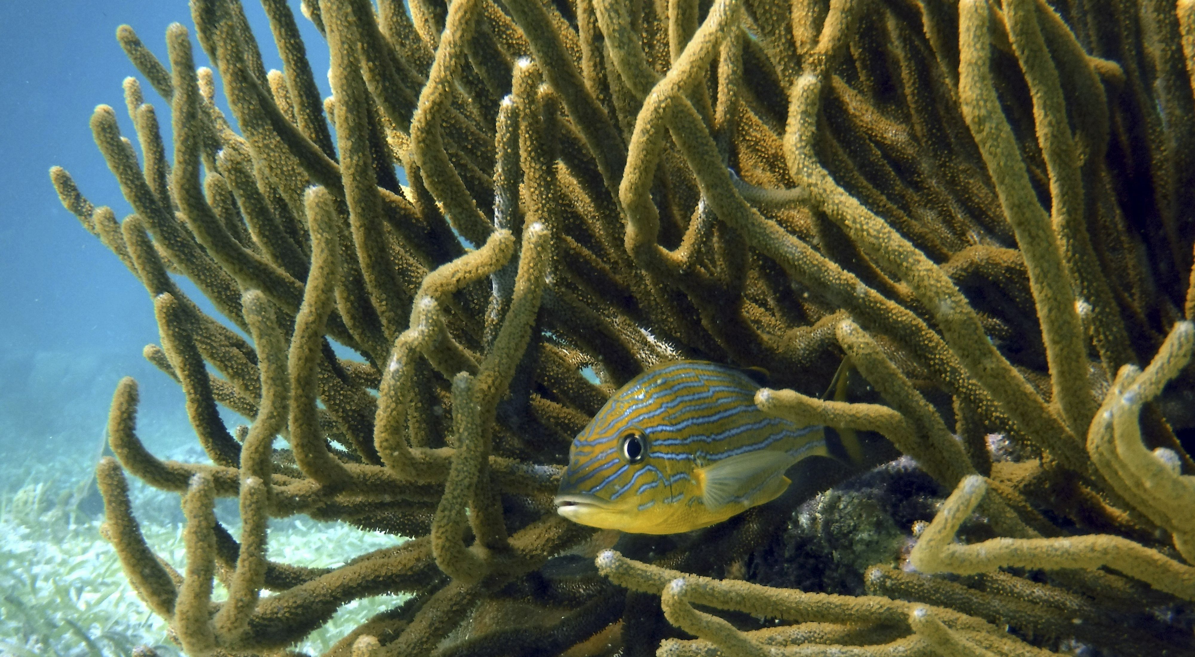 A fish hiding in coral.