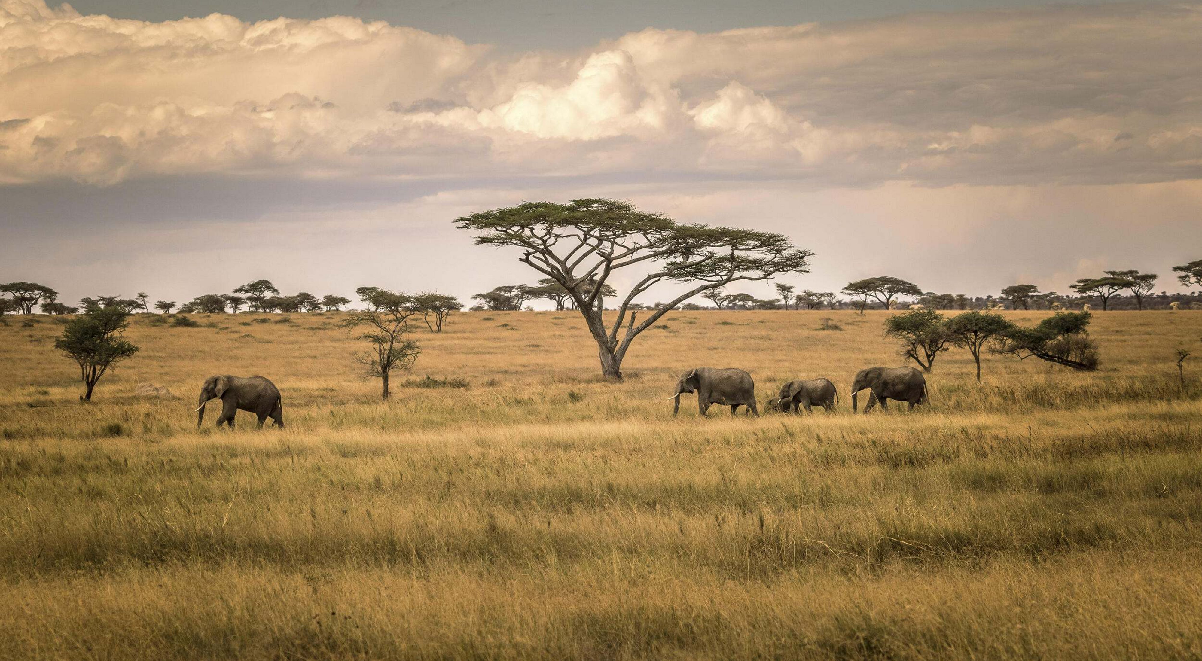 Elephants walking through the grasslands