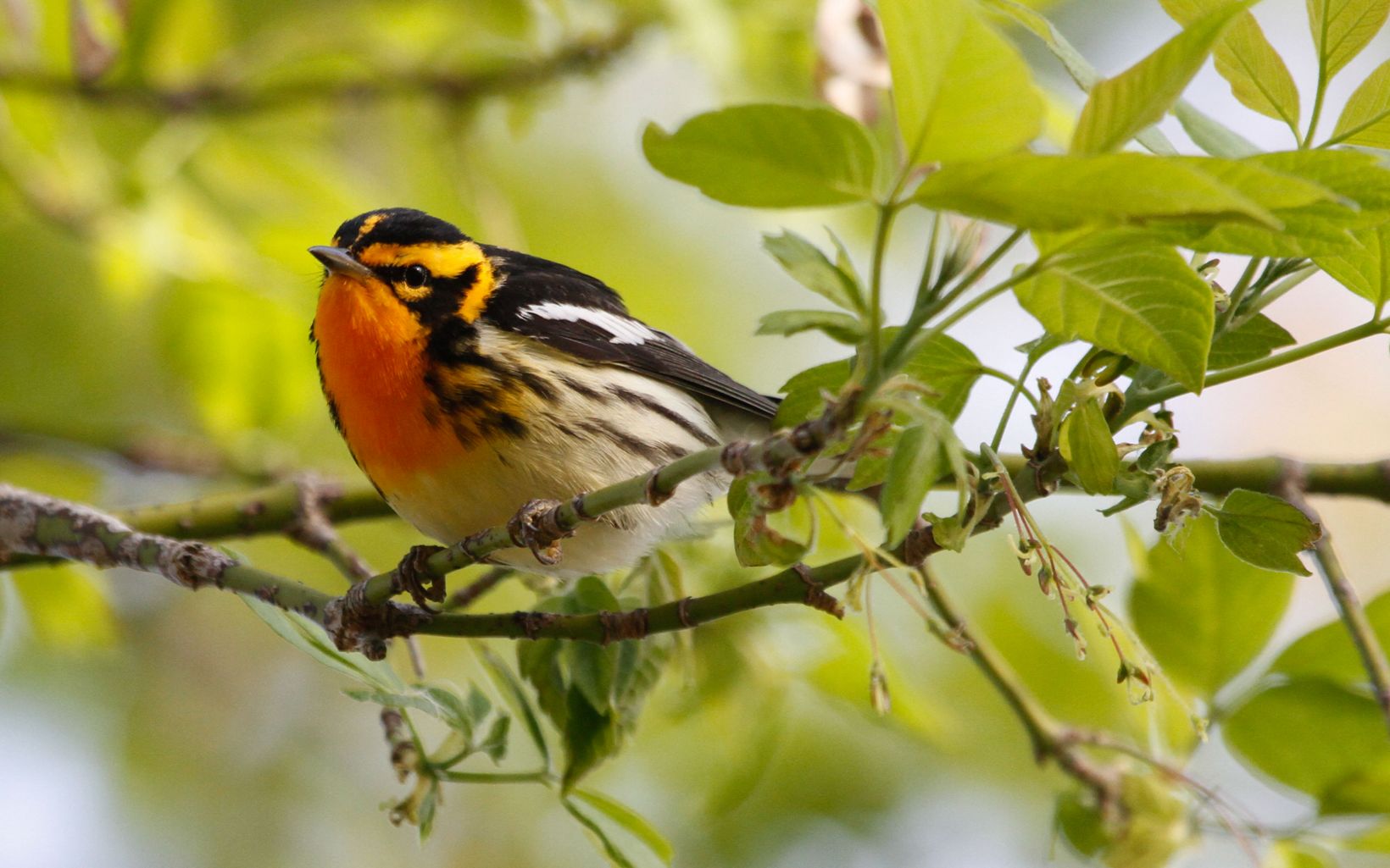 A small orange and black bird rests on a branch.