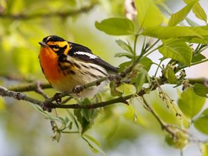 Closeup of a blackburnian warbler, a small songbird with black wings and a bright orange chest, perched on a tree branch.