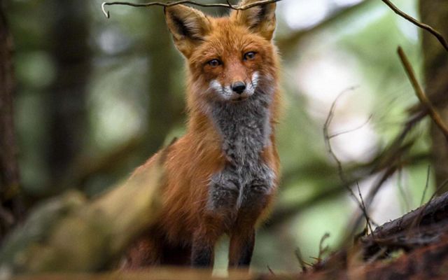 A red fox walks through a dark forest. 