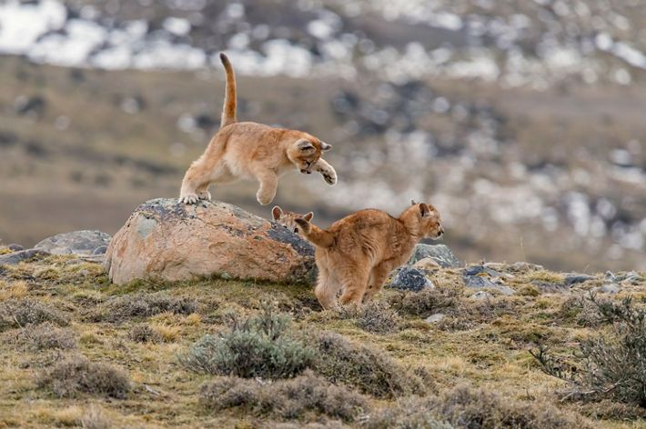 Pumas at Torres del Paine, Patagonia