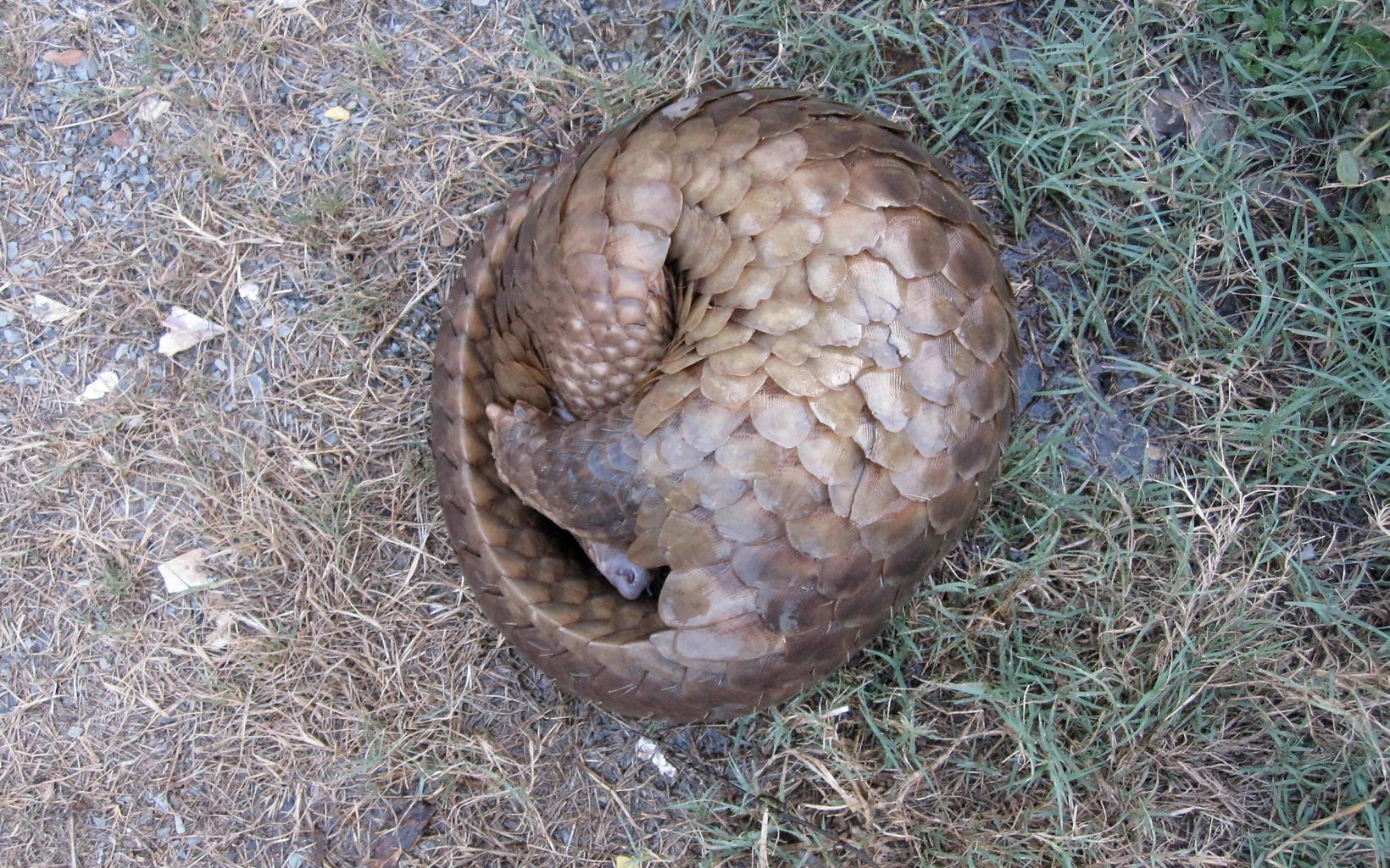 a scaly animal curled up on the ground