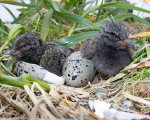 Black oystercatcher nest.