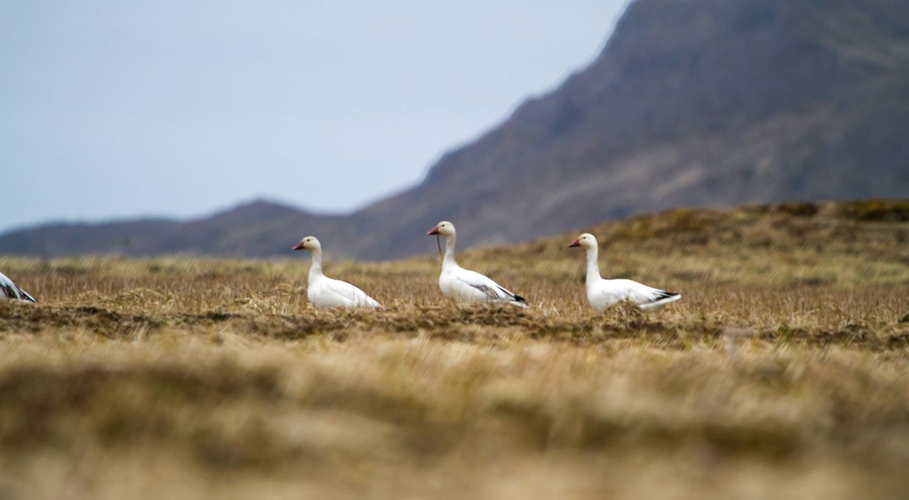 Snow Geese on Tundra