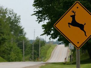An empty road lined by trees and a caution sign with the image of a leaping deer on it.