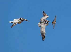 A falcon intercepts two pelicans that flew too close to its nest.