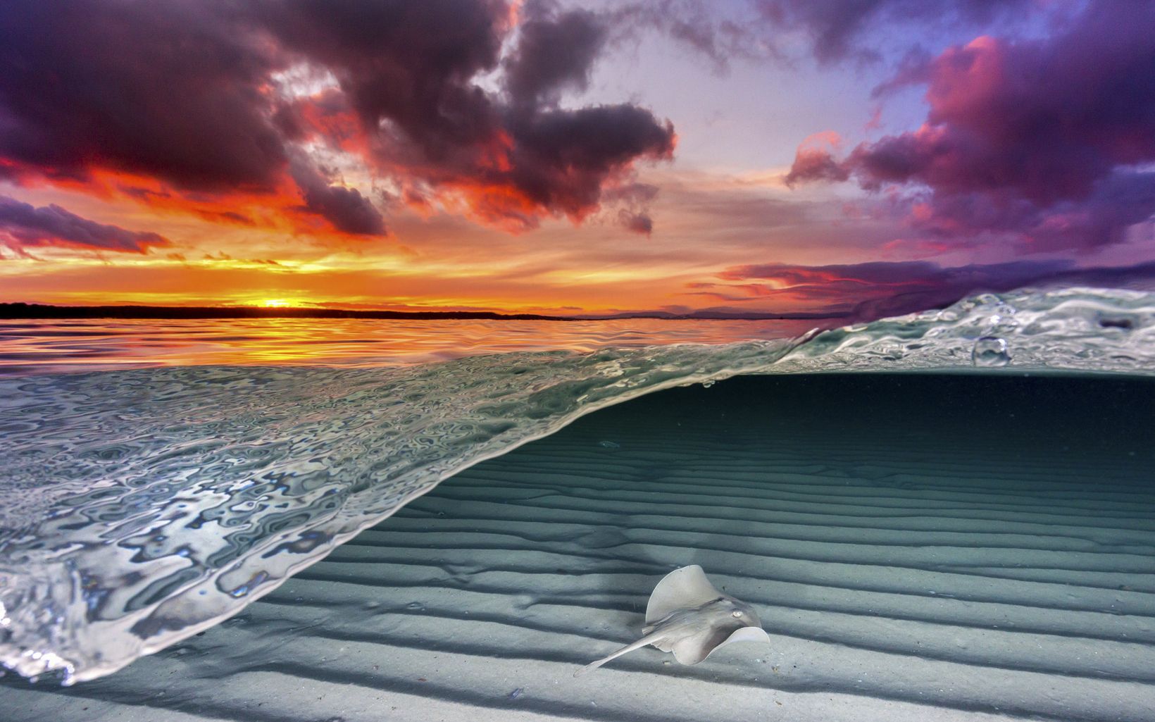 A common stingray gliding over the shallow sand flats as the sky bursts to life with color from the setting sun