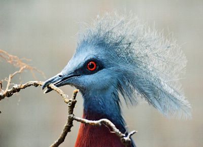 Closeup of the head of a bird with a blue-gray head and long head feathers and a bright red eye.