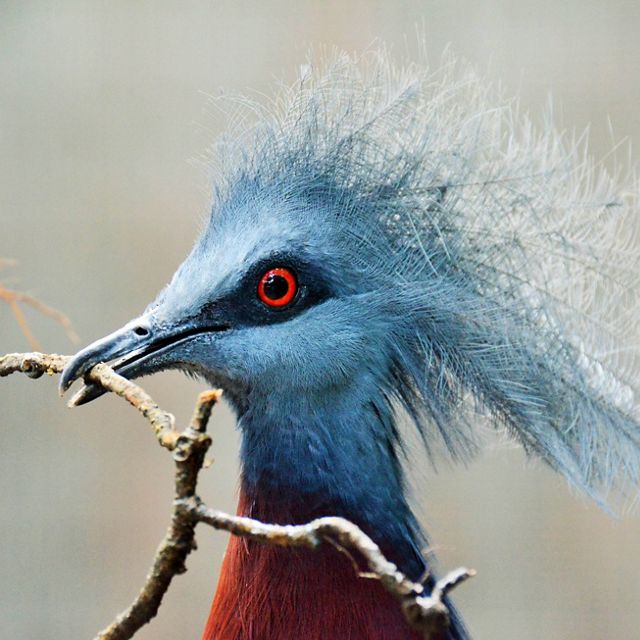Closeup of the head of a bird with a blue-gray head and long head feathers and a bright red eye.