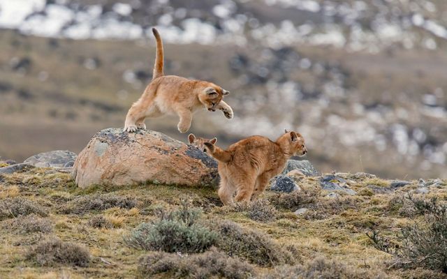 Pumas at Torres del Paine, Patagonia