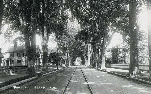 Historical photo showing grand, old American elms lining a street in Keene, New Hampshire.