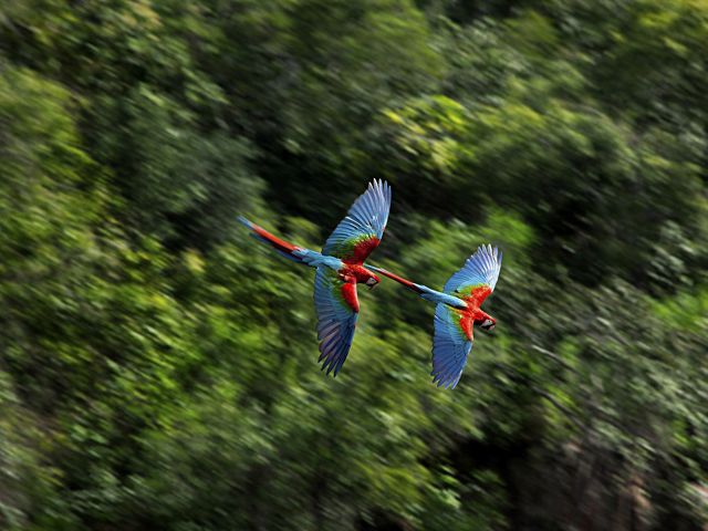 Scarlet Macaws
