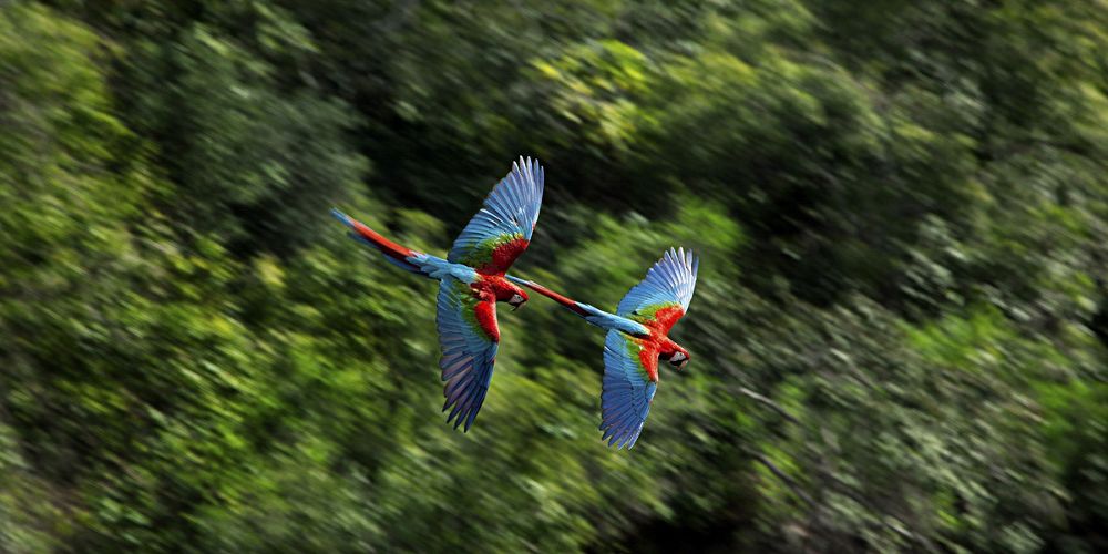 Two multicolored macaws with red, green and blue plumage, soar with wings outstretched across the treetops of the Amazon rainforest.
