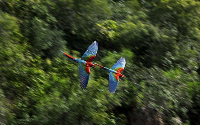dos guacamayos en vuelo.
